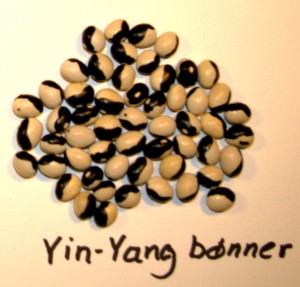 Yin-Yang-bønne