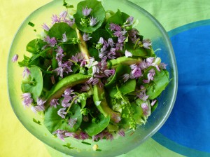 Grøn salat, vinterportulak,avokado