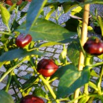 Chiki Chokolate Cherry