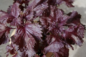 Shiso